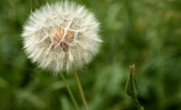 dealing with dandelions