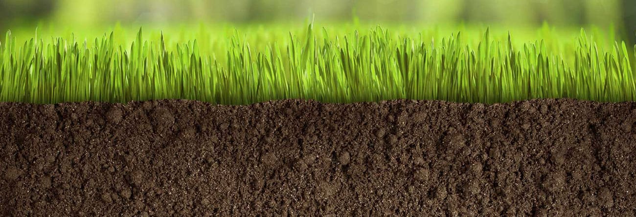 Including Turf Creating a New Lawn: Seeding vs Turfing | TurfOnline