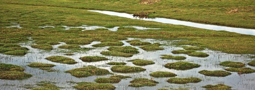 repairing waterlogged lawn