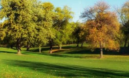 lawn weeds - annual meadow grass