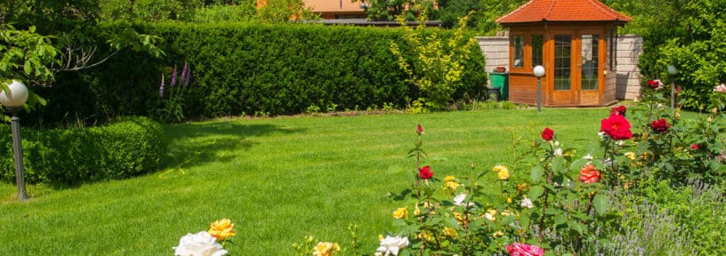 looking after new turf