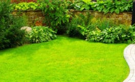 tips new lawn