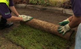 laying wild flower turf