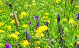 attracting birds meadow flowers