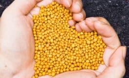 handful of pre-turfing fertiliser