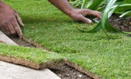 frequently asked questions about newly laid turf