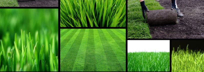 lawn stripes