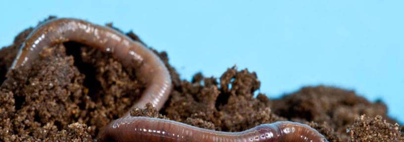 earthworm for soil health