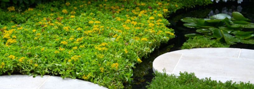sedum ground cover