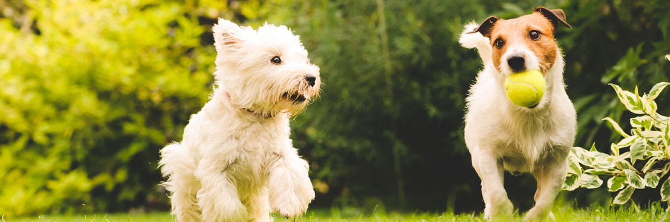 View of Lawn Care Tips For Dog Owners | Turf Online
