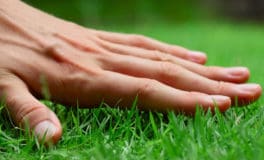 new turf garden lawn