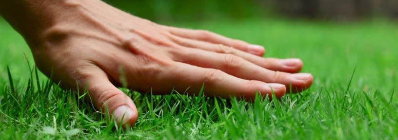 new turf garden lawn