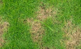 autumn lawn diseases