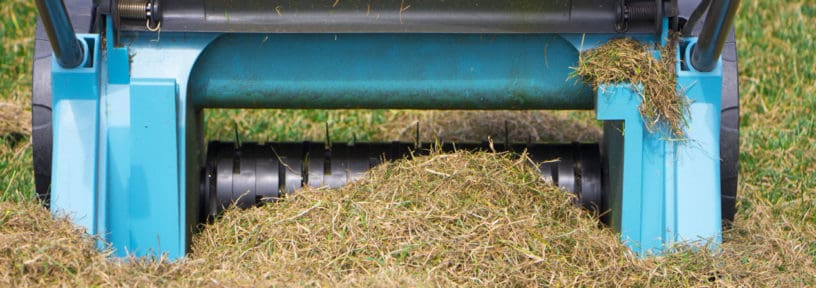 scarify your lawn
