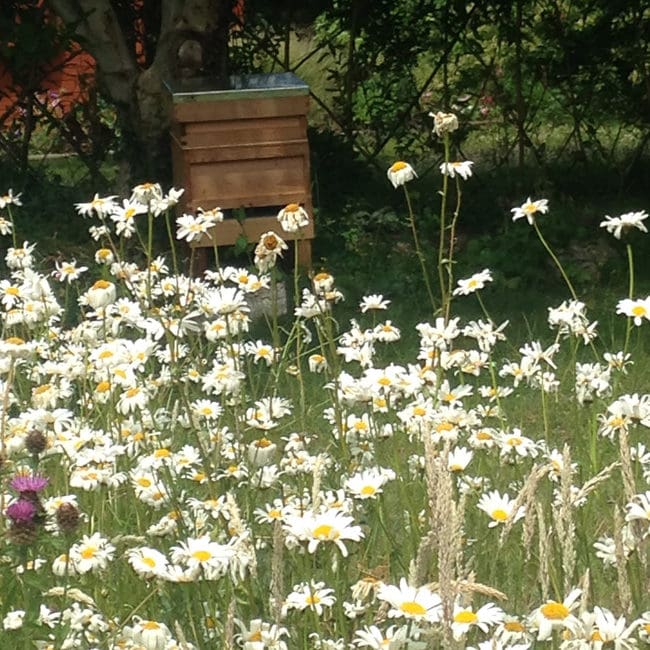 meadowmat wildflower garden