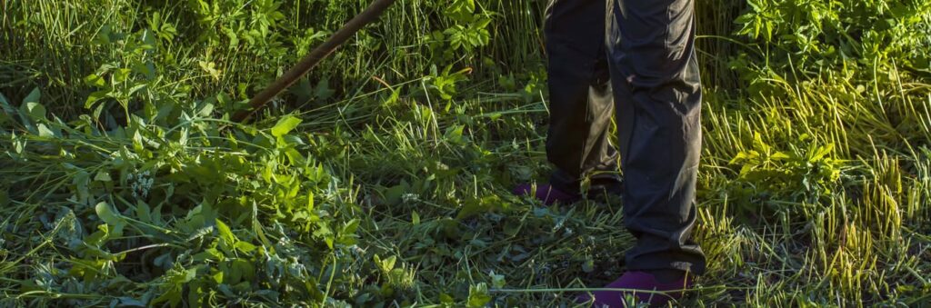 cut your wildflower meadow