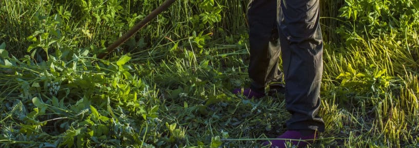 cut your wildflower meadow