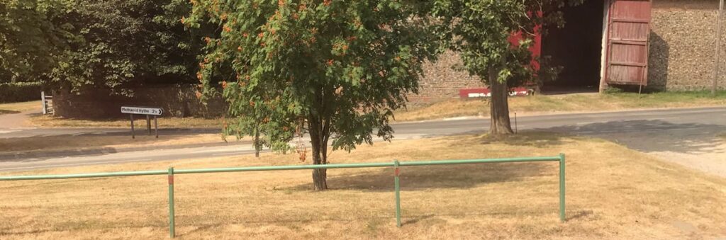 lawn drought