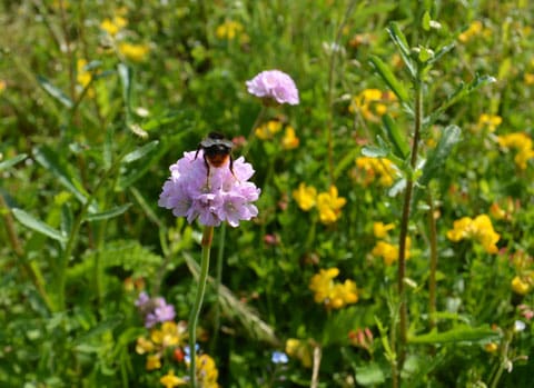 wildflower turf for roof
