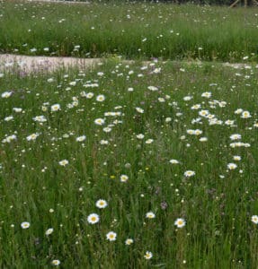 language of wildflowers
