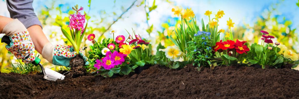 soil for growing flowers