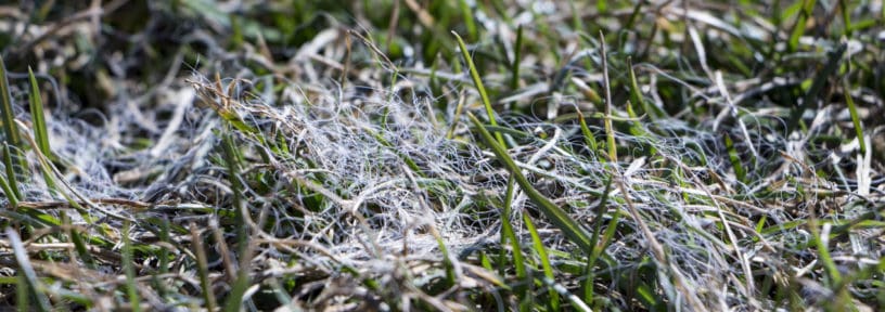 lawn pests and diseases fusarium