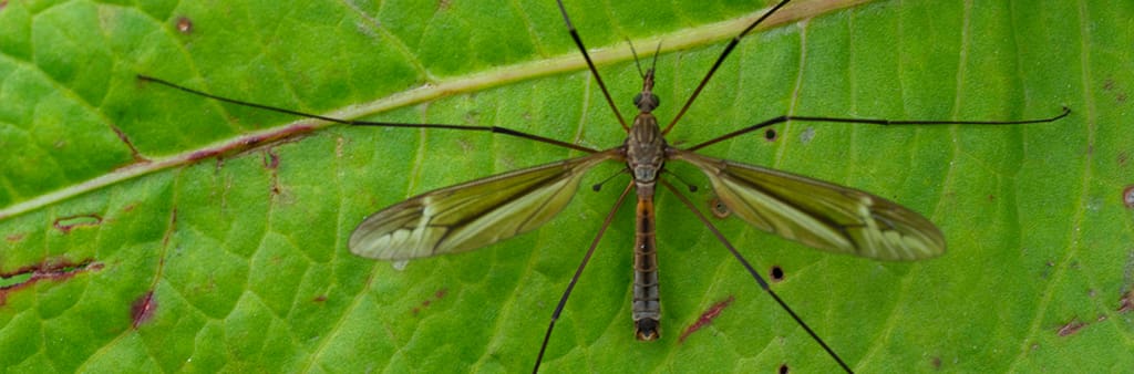 Harnessing the power of nematodes