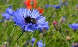 wildflowers prefer poor soils
