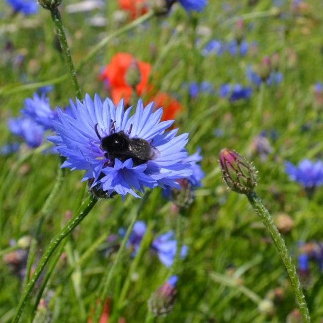 wildflowers prefer poor soils