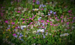 wildflowers on a slope