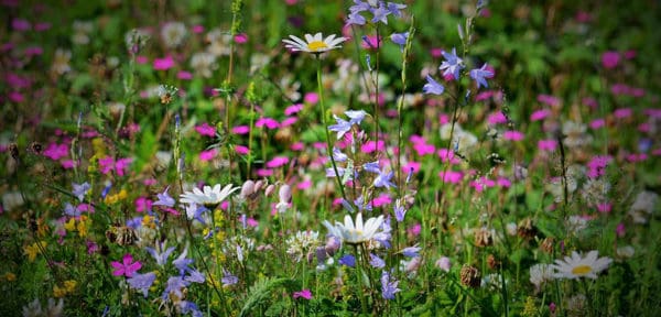 wildflowers on a slope