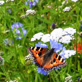Buy wildflower turf