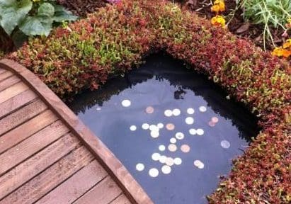 sedum pond edging