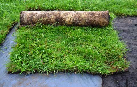 Buy wildflower turf