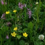 SuDS and Slopes Seed Mix gallery image