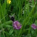 SuDS and Slopes Seed Mix gallery image