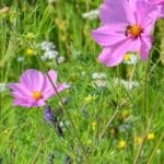 Meadowmat Cottage Garden Seed Mix gallery image