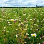 Meadowmat Cottage Garden