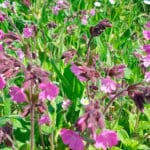 Meadowmat Cottage Garden