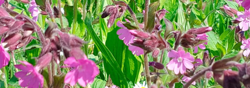 Meadowmat Cottage Garden