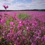 meadowmat product of the year