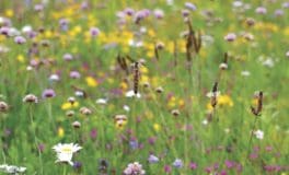 meadowmat wildflower for developers