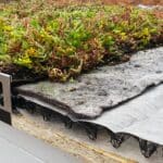 Sedum Flat Roof Kit gallery image