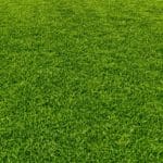 Shadesman+ Lawn Turf gallery image