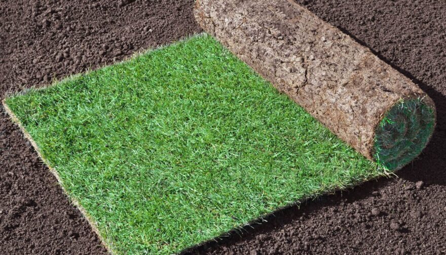 Turf