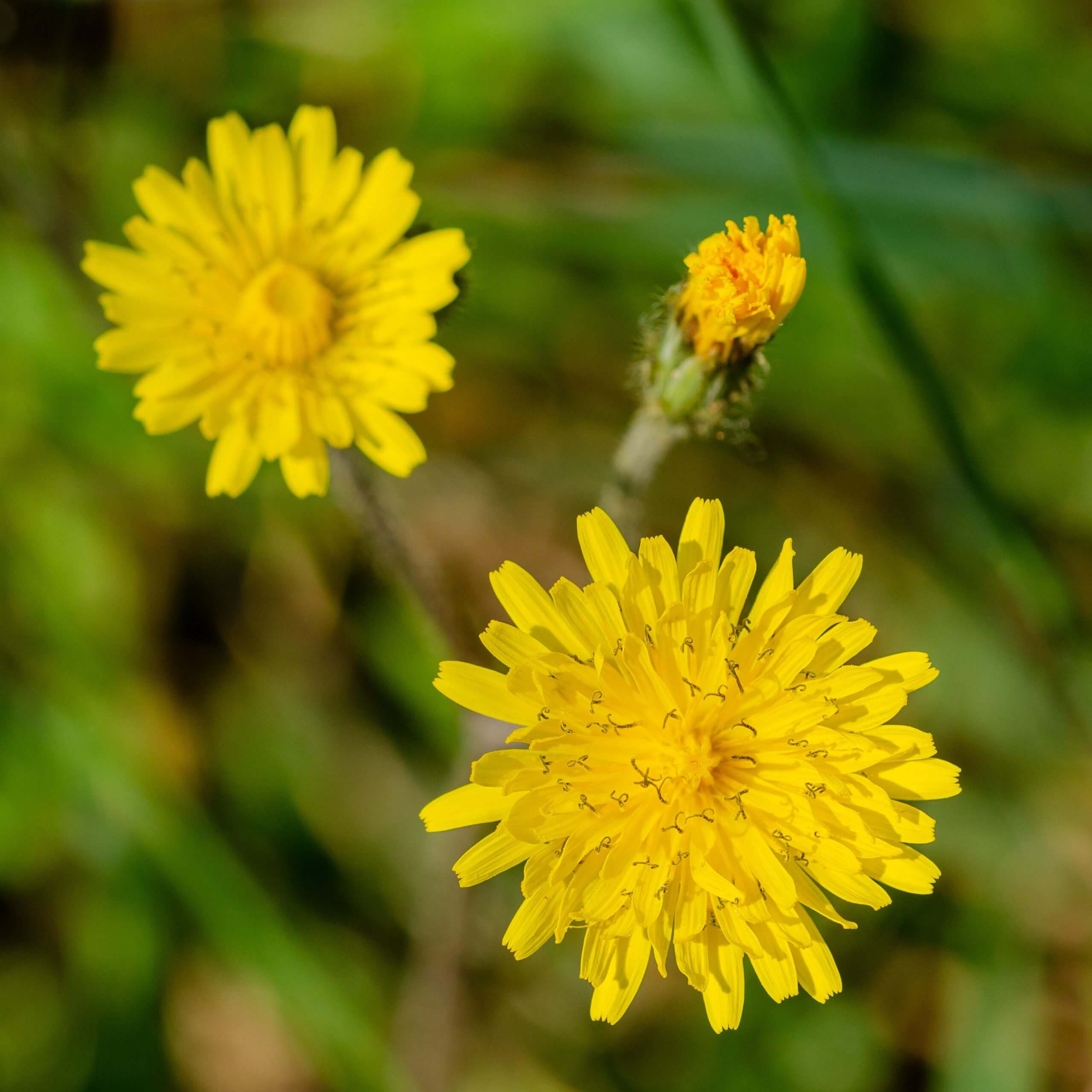 Catsear (Hypochaeris Radicata)