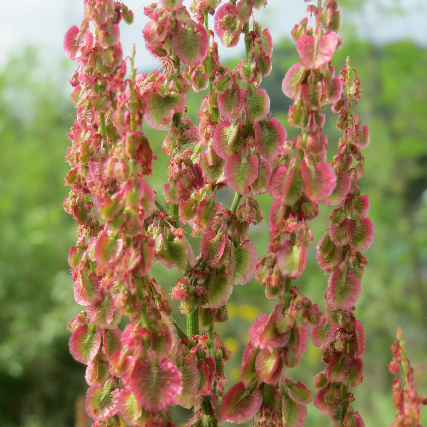 Common Sorrel (Rumex Acetosa)