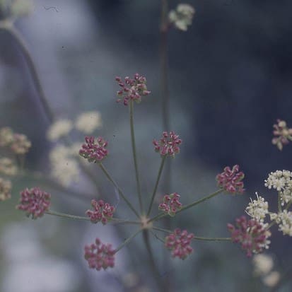 Pepper Saxifrage (Silaum silaus)