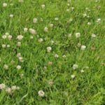 Meadowmat Species Rich