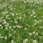 Meadowmat Species Rich gallery image